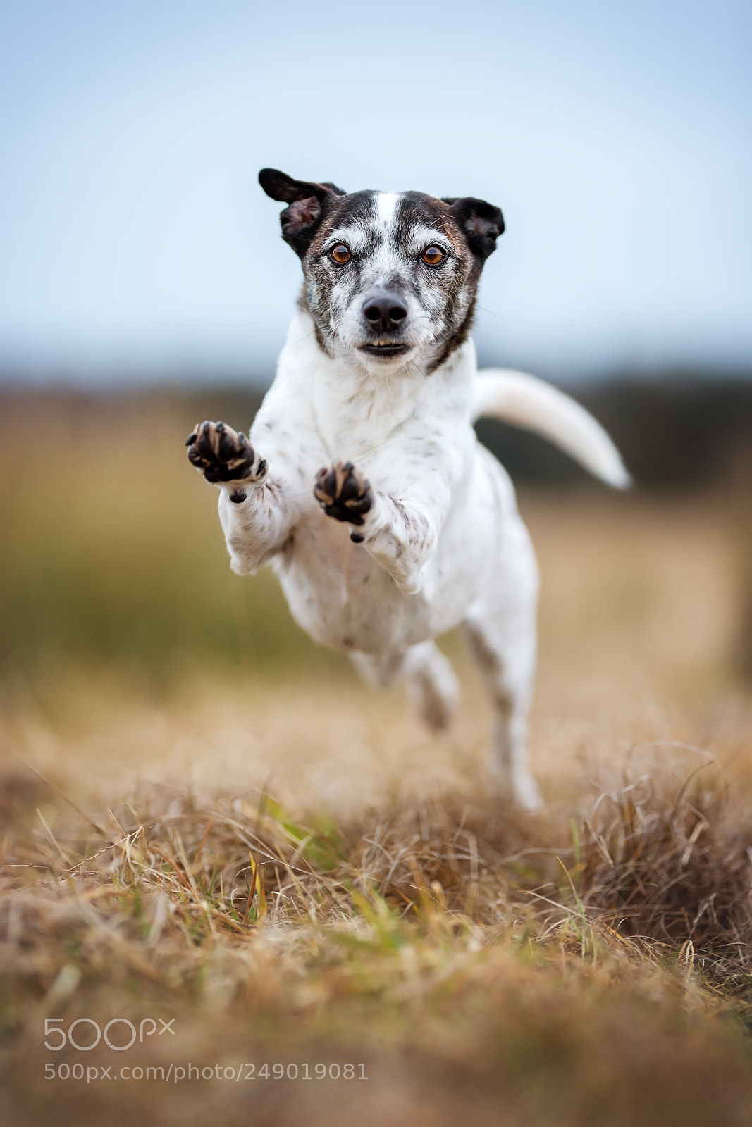Nikon D4 sample photo. Happy dog photography