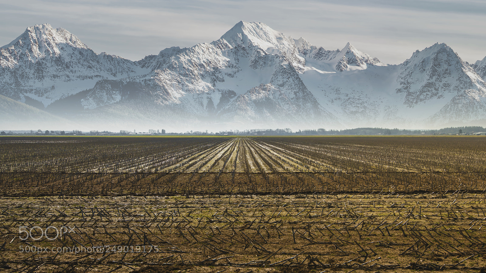 Nikon D800E sample photo. Corn fields photography