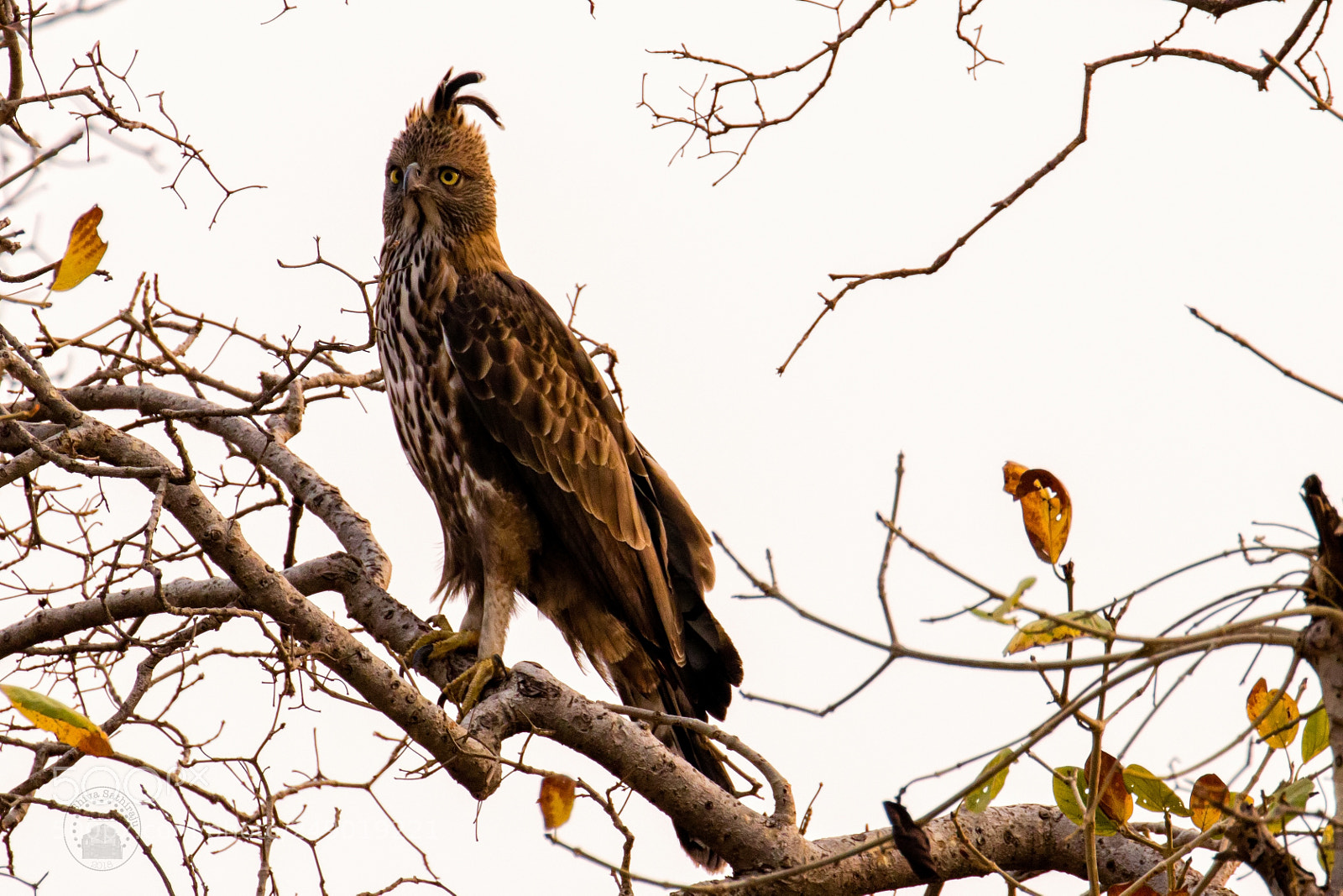 Canon EOS 80D sample photo. Crested serpent eagle photography