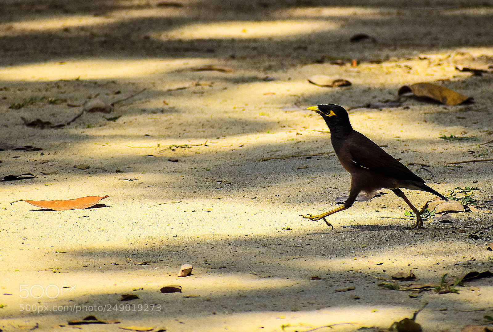 Nikon D5500 sample photo. Common myna/indian myna. photography