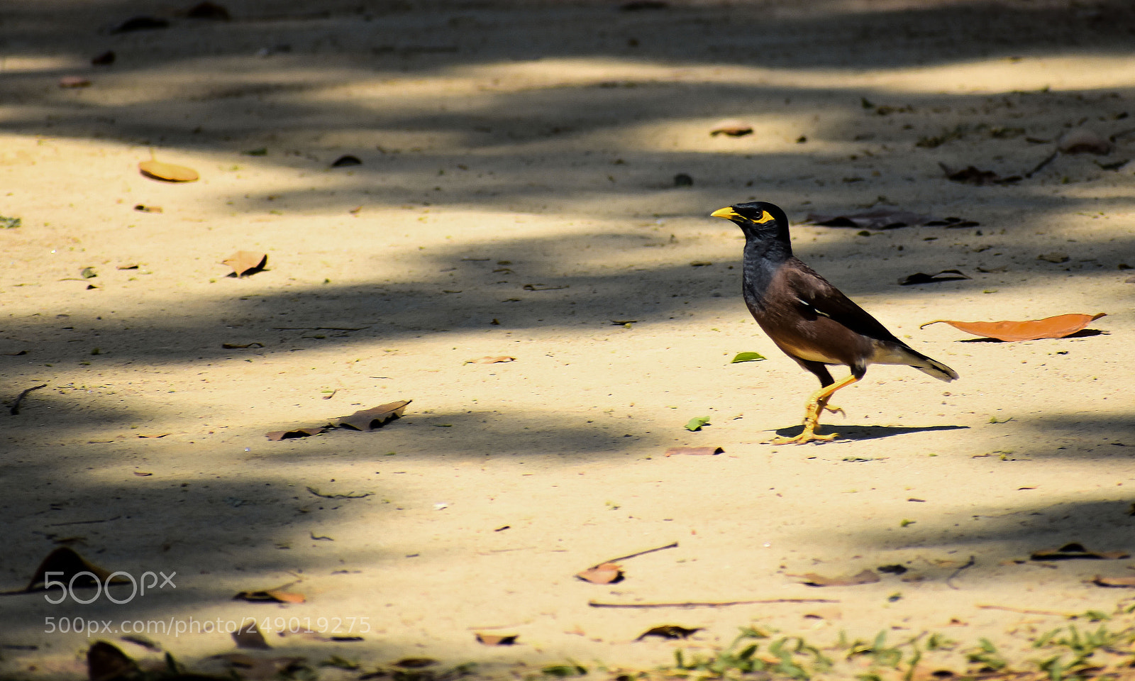 Nikon D5500 sample photo. Common myna/indian myna photography