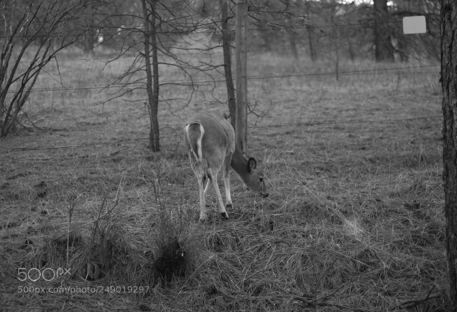 Canon EOS 1100D (EOS Rebel T3 / EOS Kiss X50) sample photo. Deer photography
