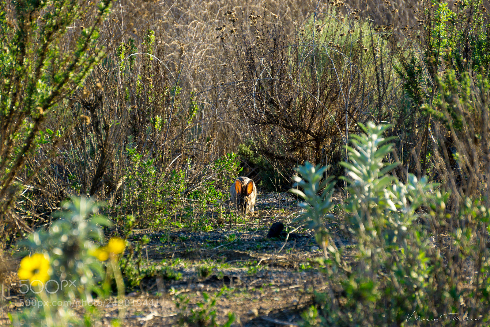 Sony a6000 sample photo. Rabbit photography