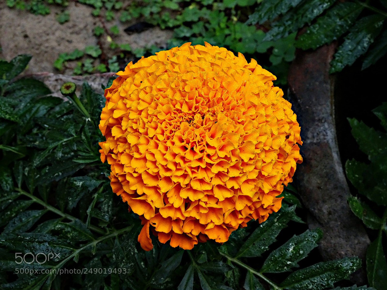 Sony Cyber-shot DSC-HX90V sample photo. Beautiful merrygold photography