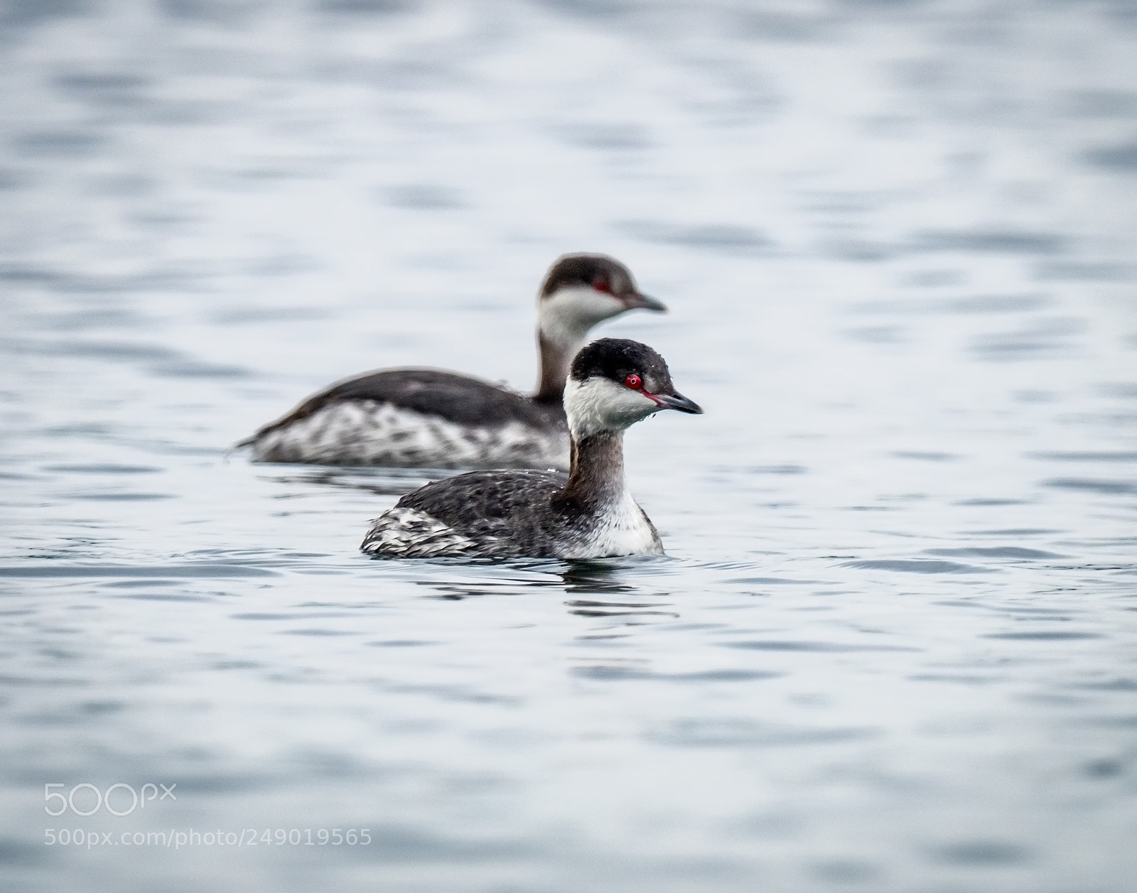 Olympus OM-D E-M1 Mark II sample photo. Grebe pair photography