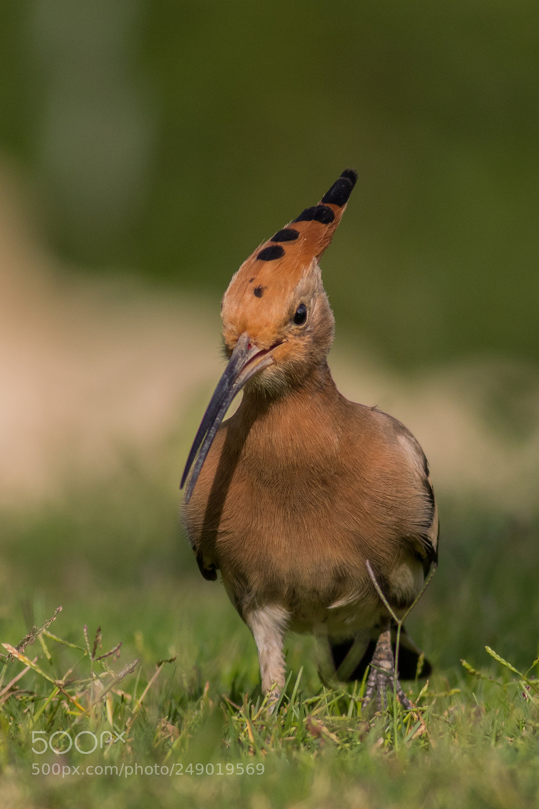 Canon EOS 7D Mark II sample photo. Hoopoe photography