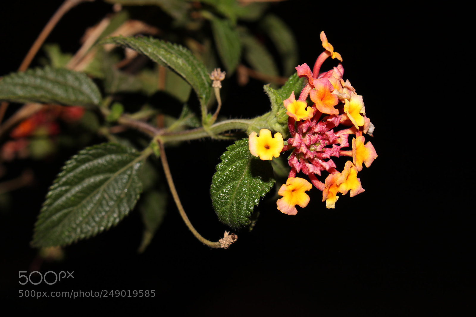 Canon EOS 700D (EOS Rebel T5i / EOS Kiss X7i) sample photo. Flower at night photography