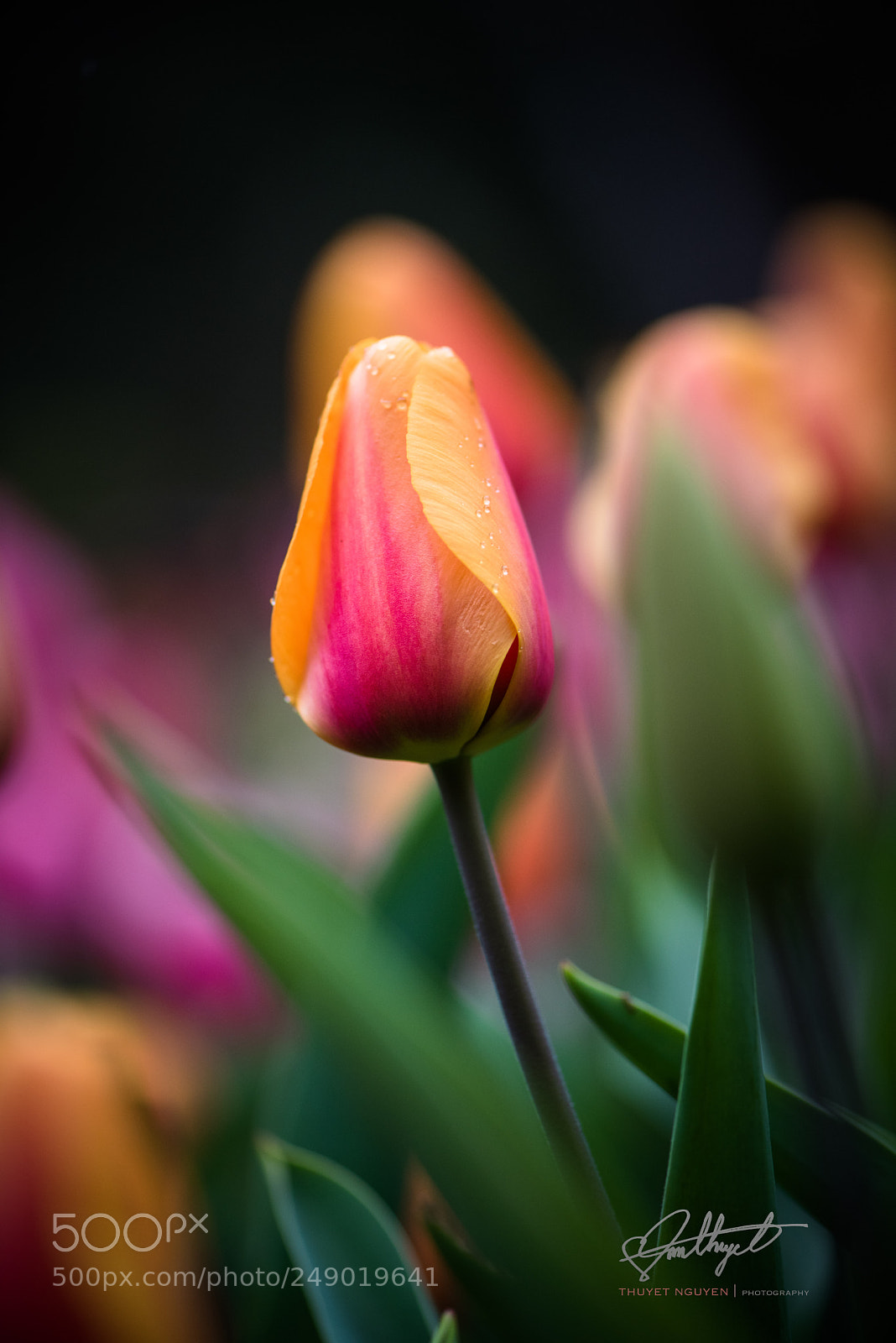 Nikon D810 sample photo. Spring torch photography
