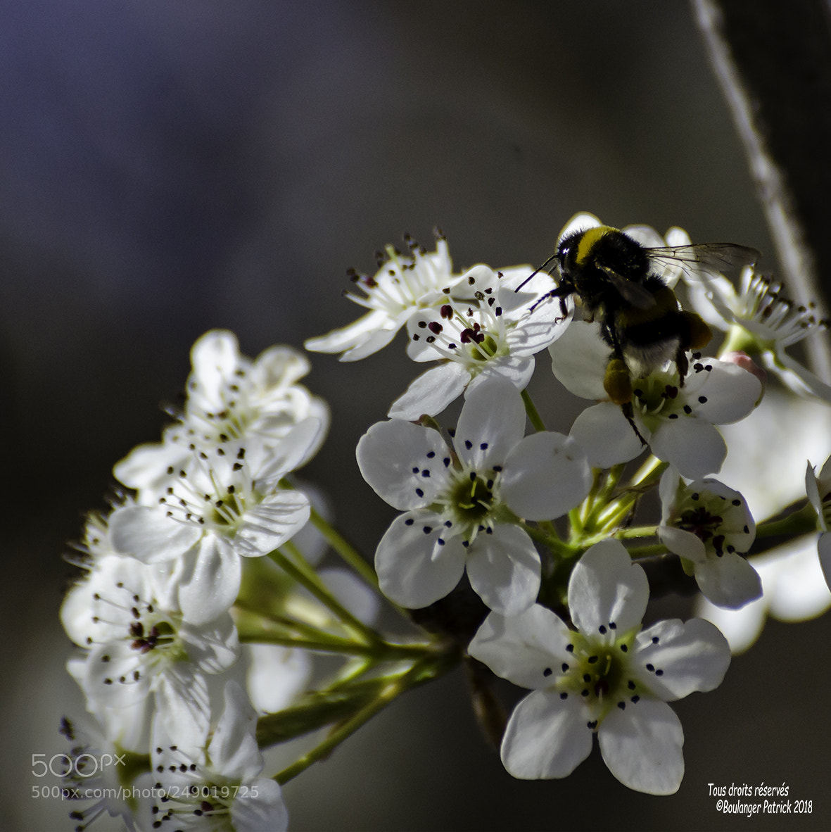 Nikon D7000 sample photo. Abeille photography