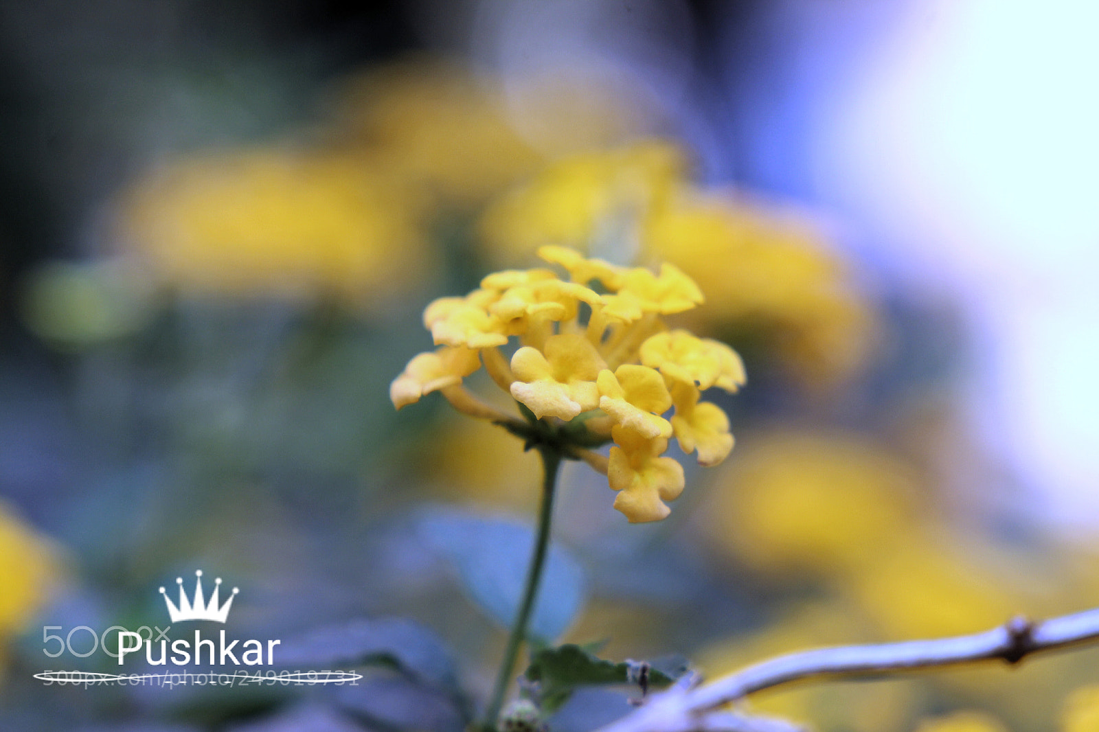 Canon EOS 1200D (EOS Rebel T5 / EOS Kiss X70 / EOS Hi) sample photo. Yellow micro flower photography