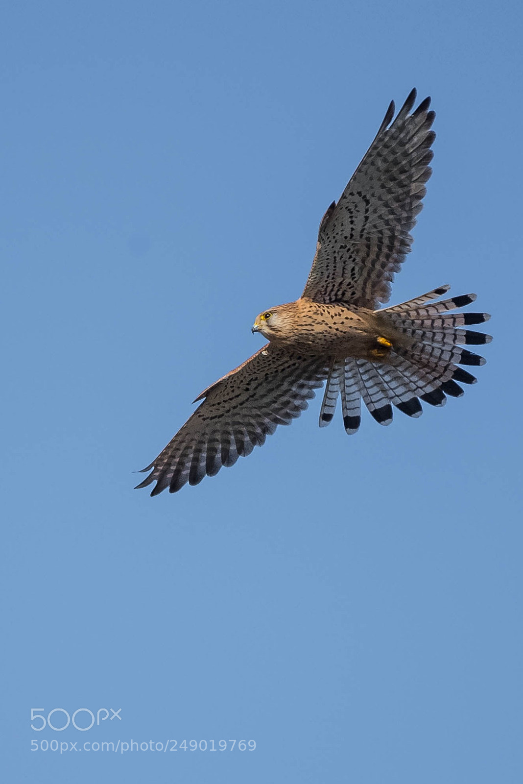 Nikon D5 sample photo. Falcon, open wide photography