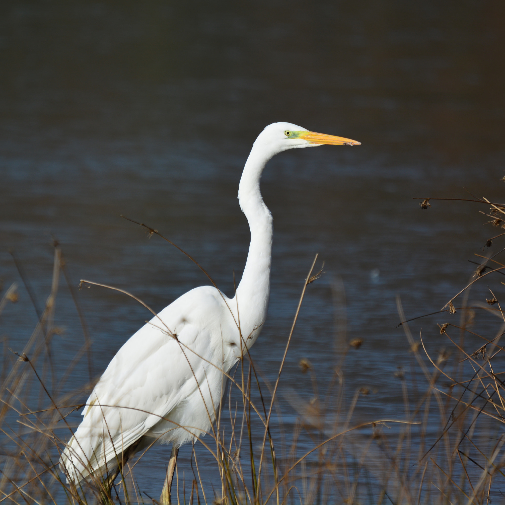 Nikon D5200 + Sigma 120-400mm F4.5-5.6 DG OS HSM sample photo