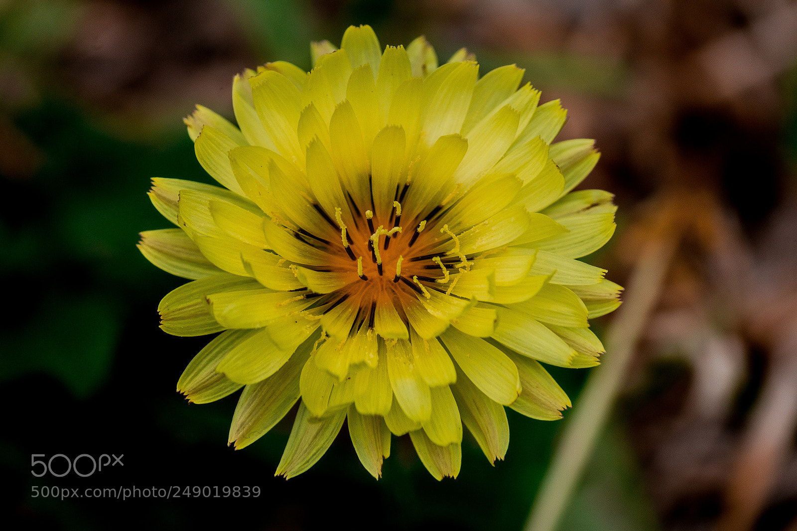Canon EOS 60D sample photo. Yellow photography
