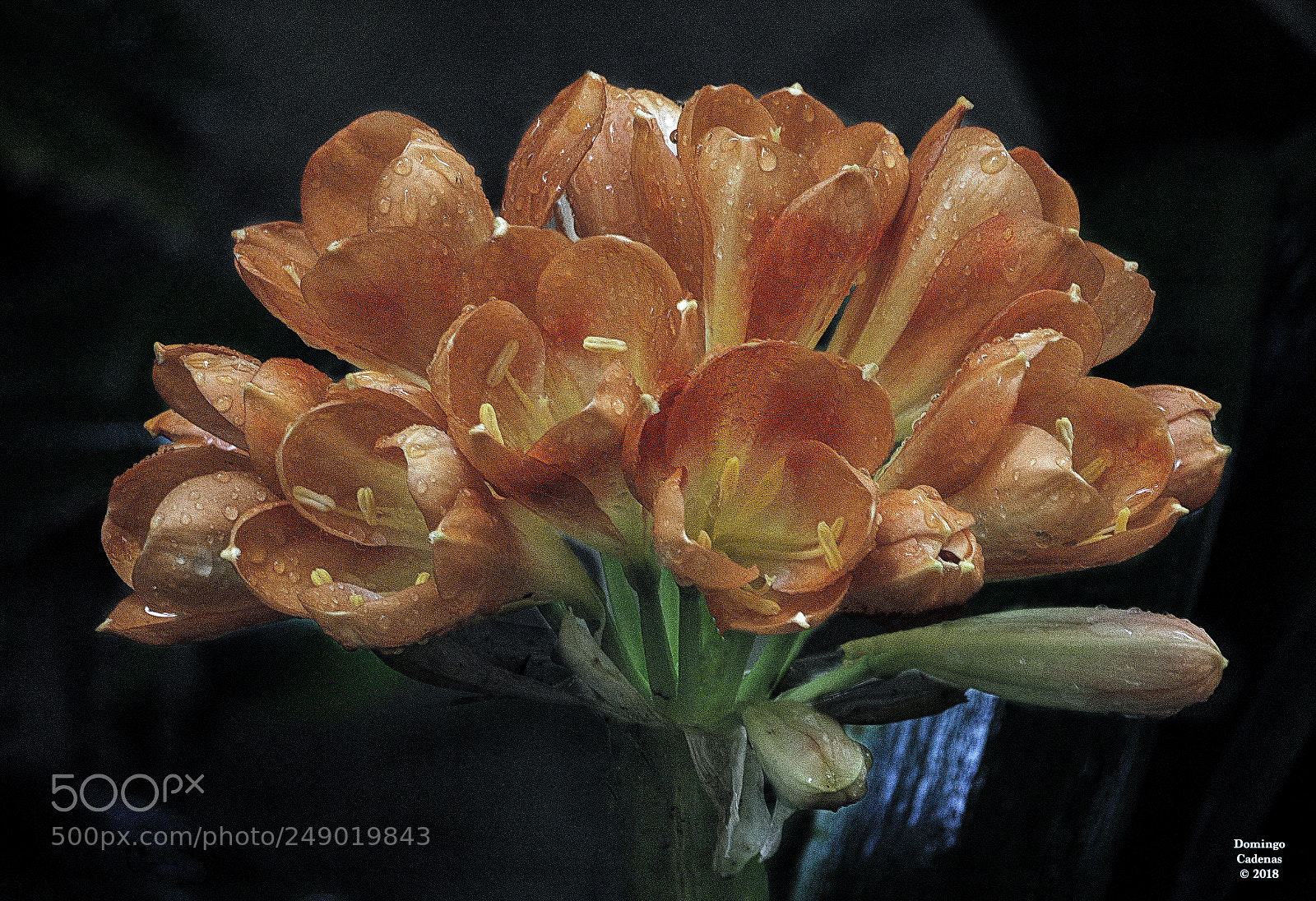 Olympus OM-D E-M10 II sample photo. Flores photography