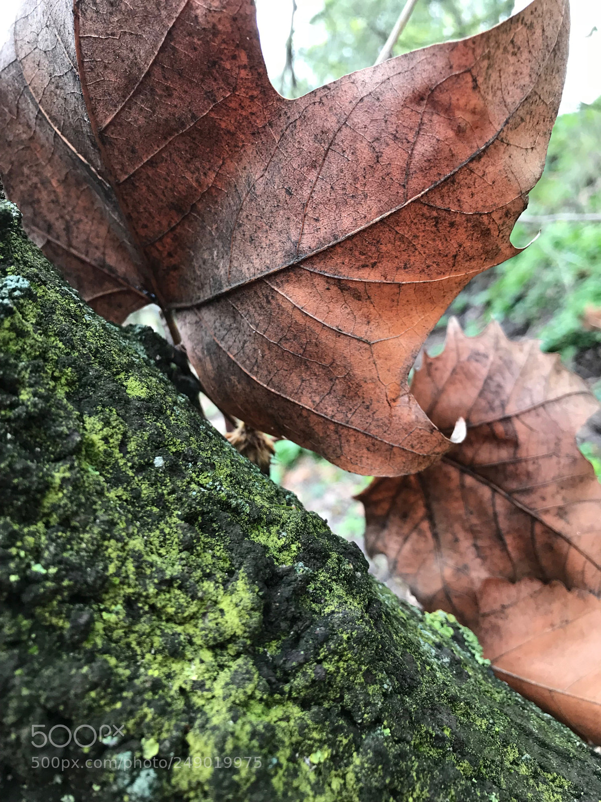Apple iPhone 7 Plus sample photo. Dead leaves & green moss photography