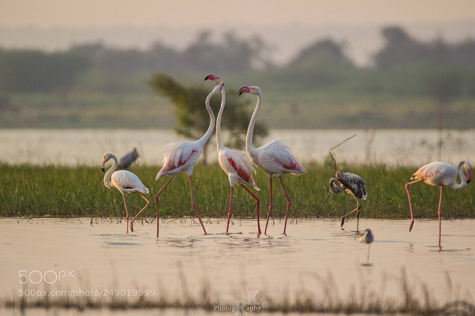 Canon EOS 600D (Rebel EOS T3i / EOS Kiss X5) sample photo. Greater flamingos photography