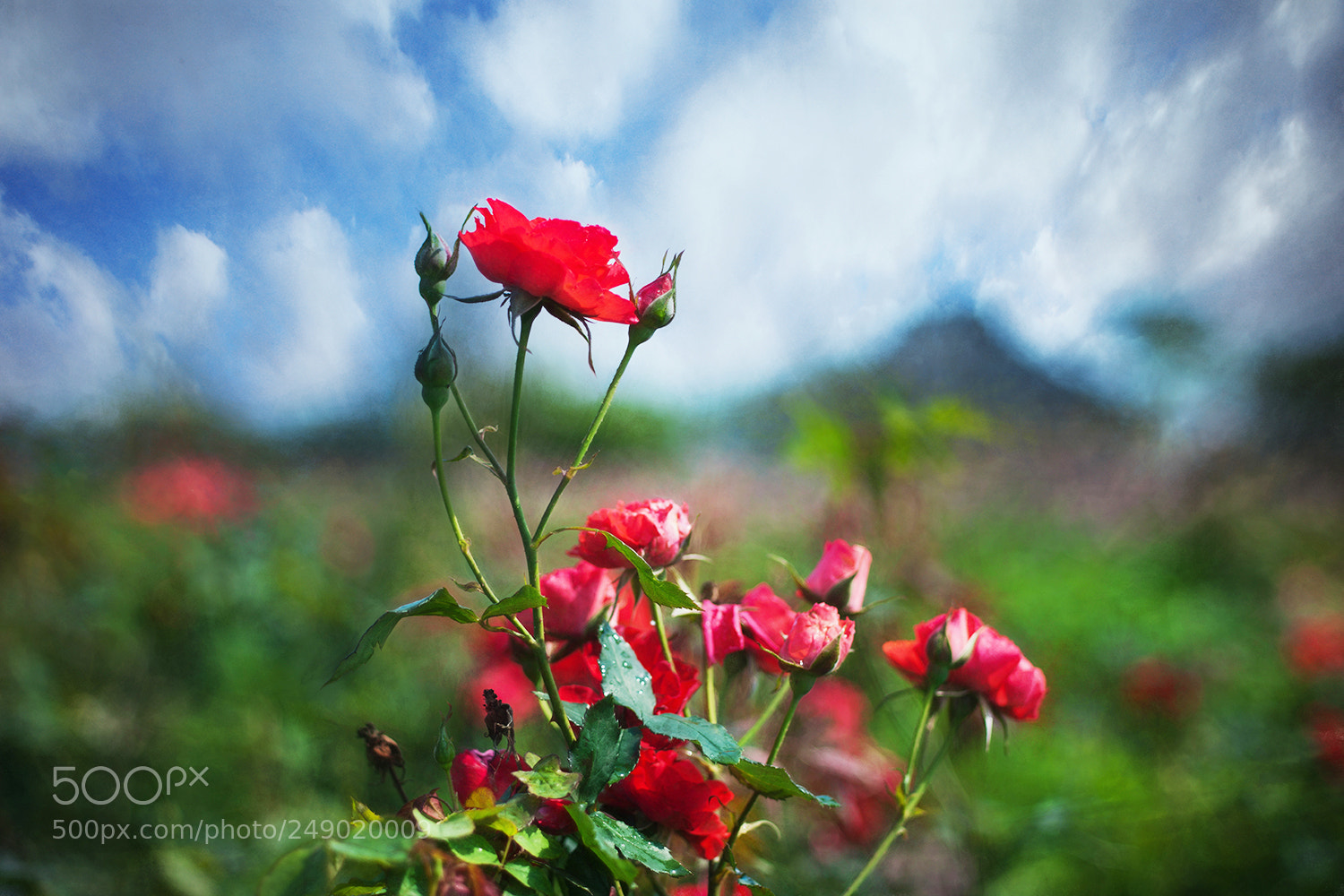 Canon EOS-1Ds Mark III sample photo. 1034922.jpg photography
