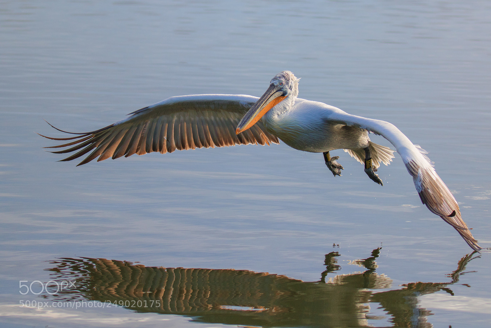 Canon EOS 7D Mark II sample photo. Morning at lake kerkini photography