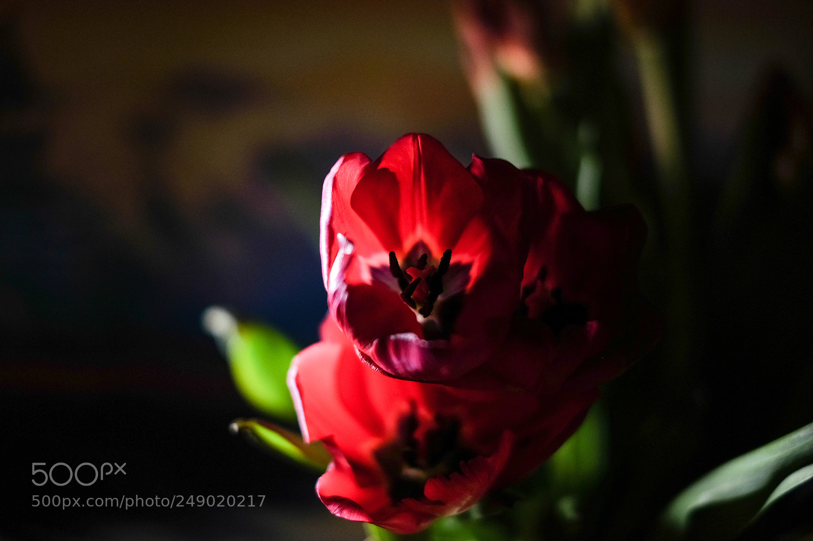 Fujifilm X-T10 sample photo. цветы в тенях photography