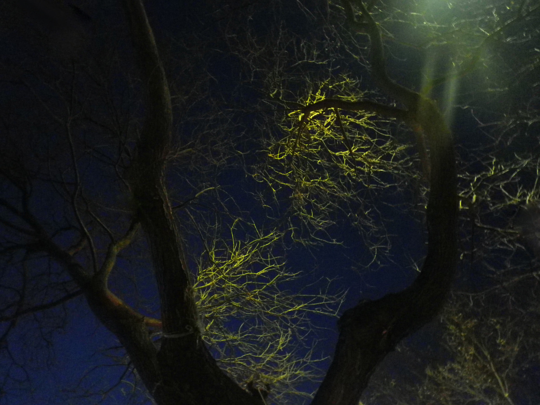 Pentax Optio H90 sample photo. 水生 photography