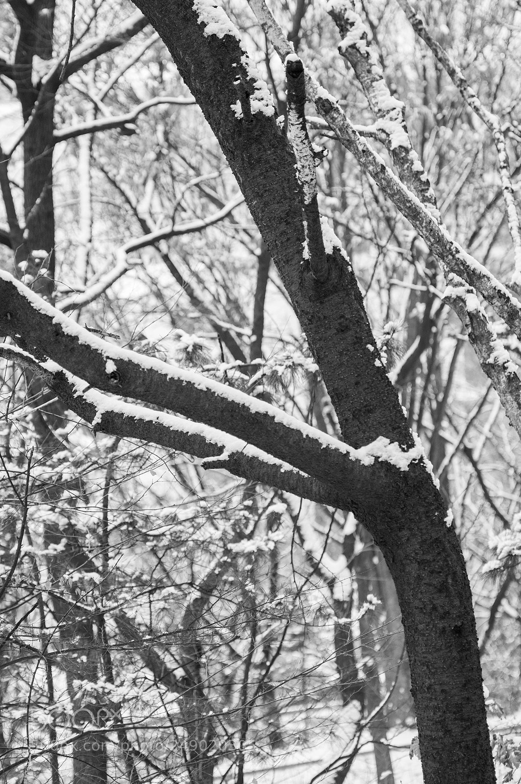 Pentax K-3 sample photo. Coexistence photography
