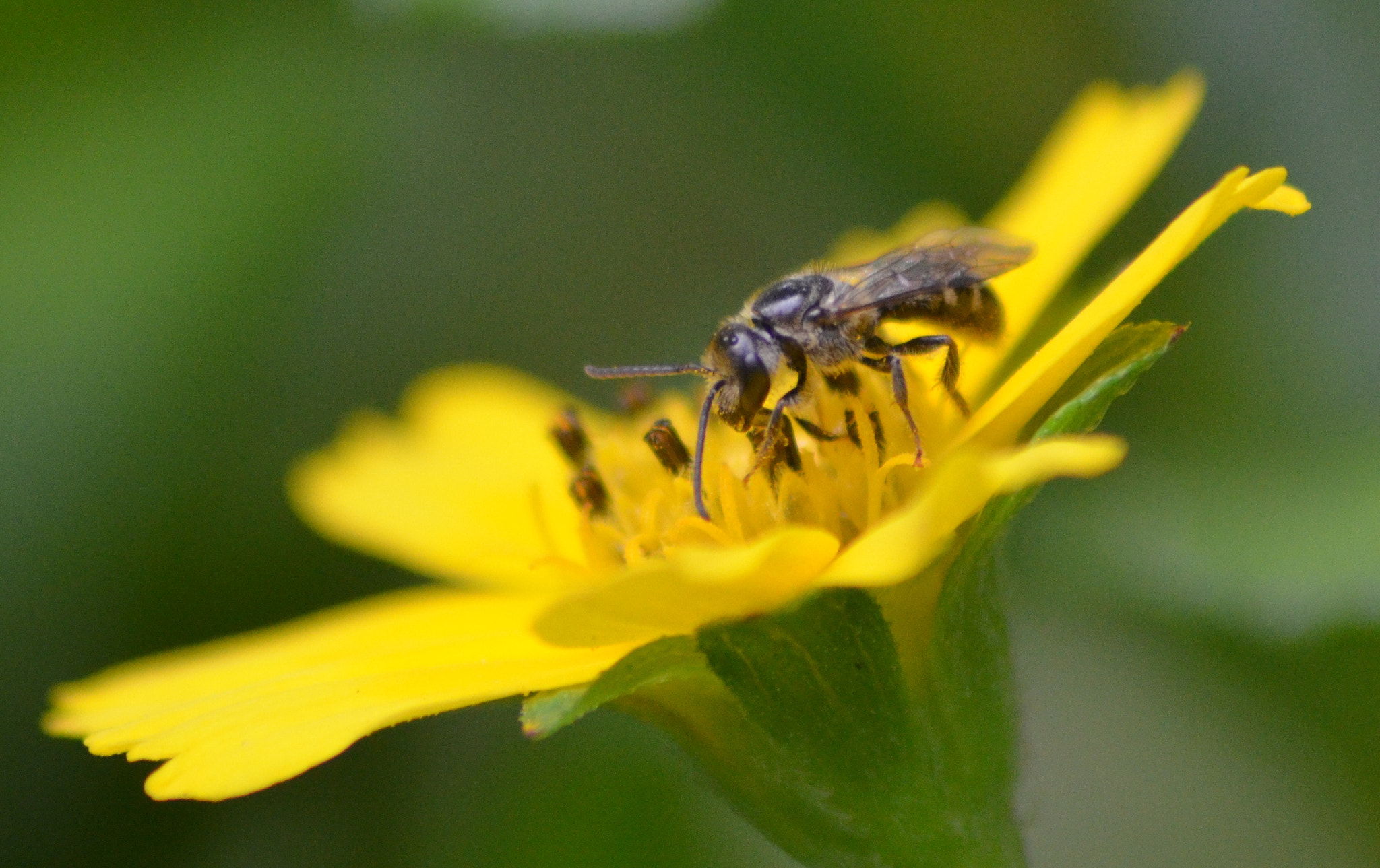 Nikon D5100 + Sigma 70-300mm F4-5.6 APO DG Macro sample photo. Nature closeup photography