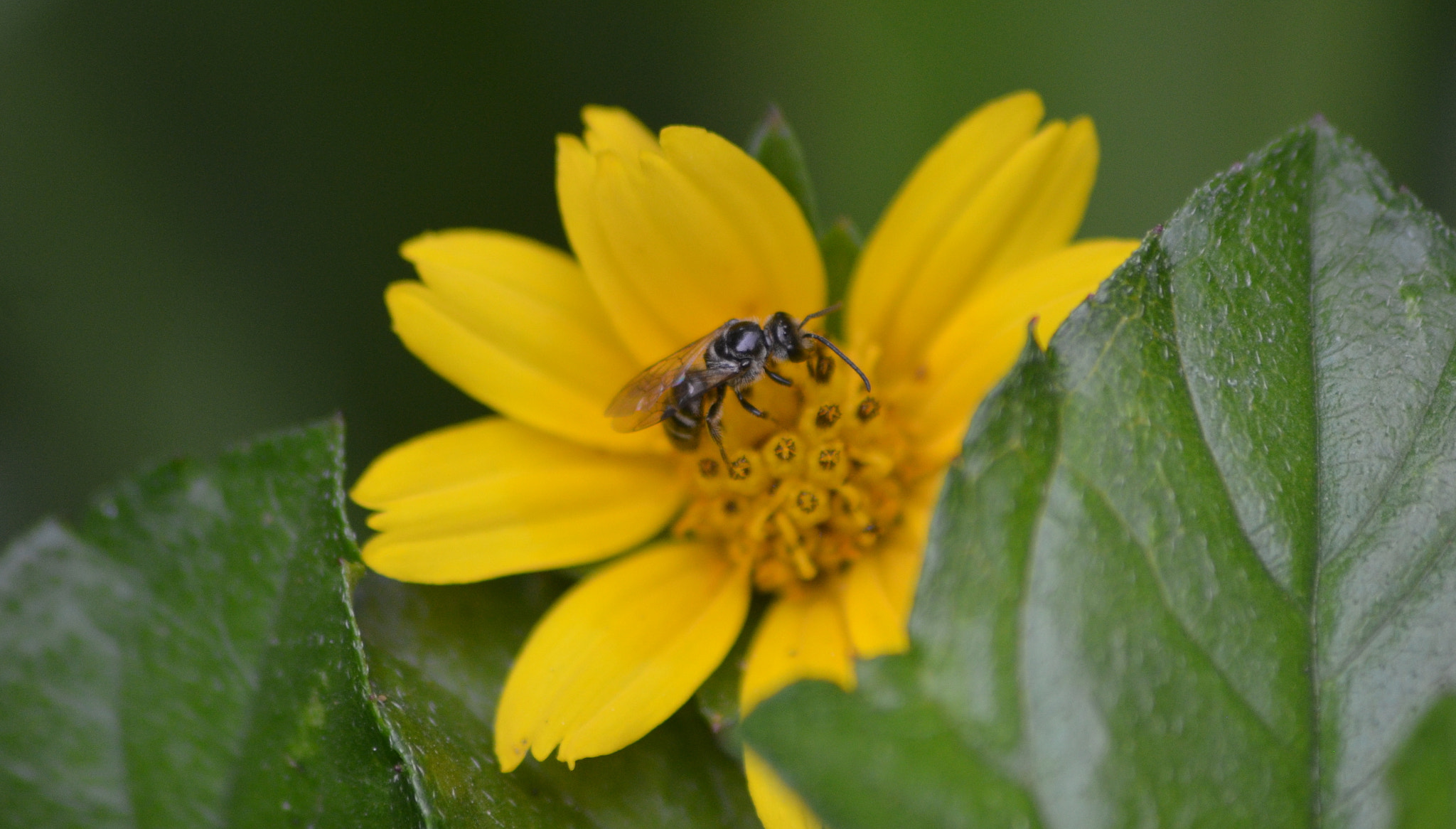 Nikon D5100 + Sigma 70-300mm F4-5.6 APO DG Macro sample photo. Nature closeup photography