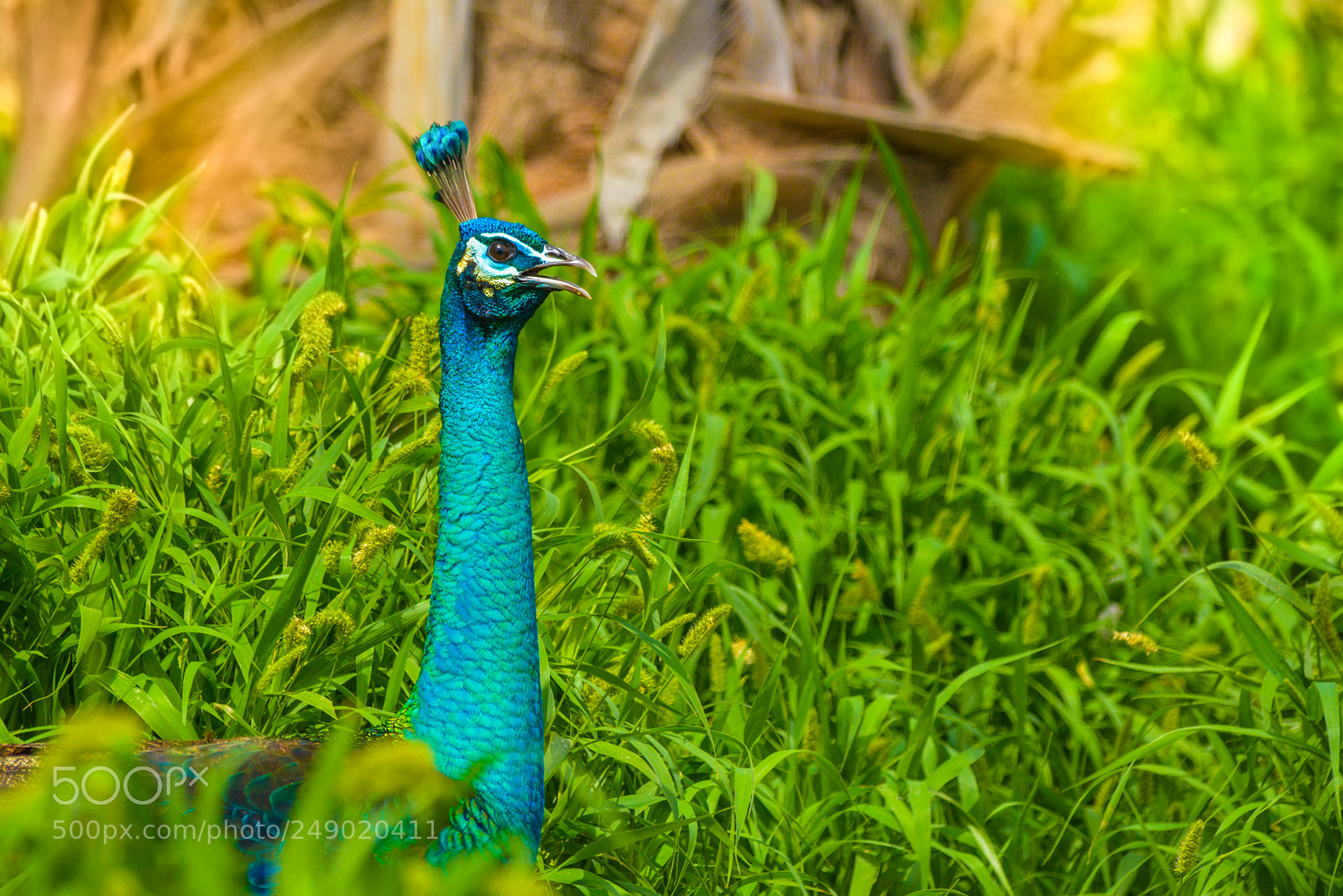 Nikon D7100 sample photo. Peacock photography