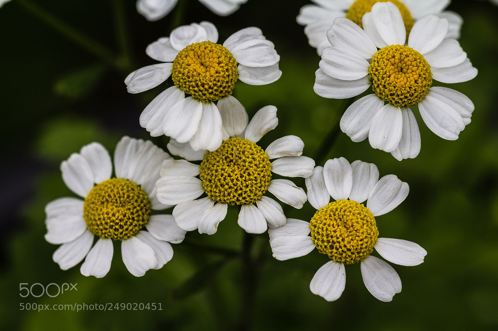 Canon EOS 60D sample photo. Daisy photography