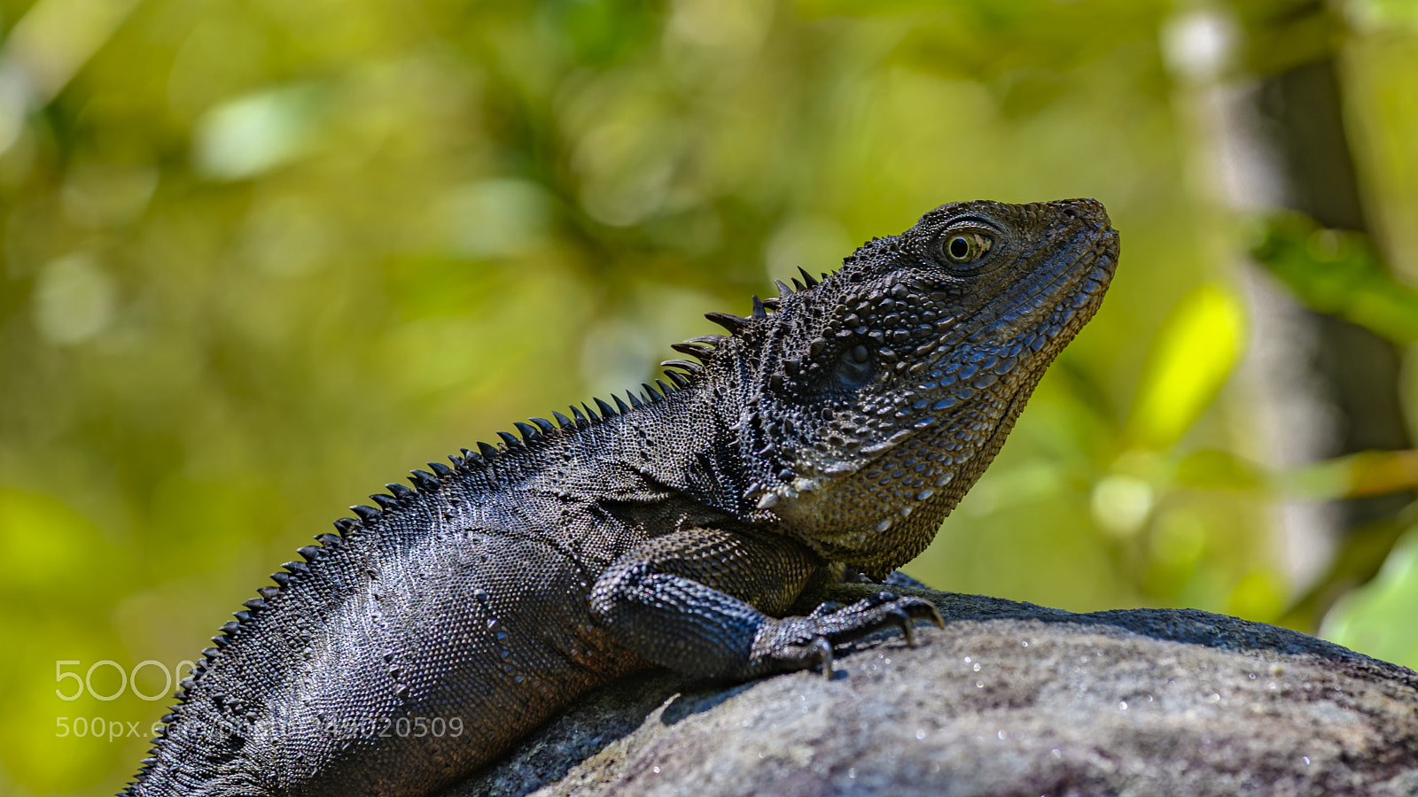 Nikon D850 sample photo. Blue tongue lizard photography