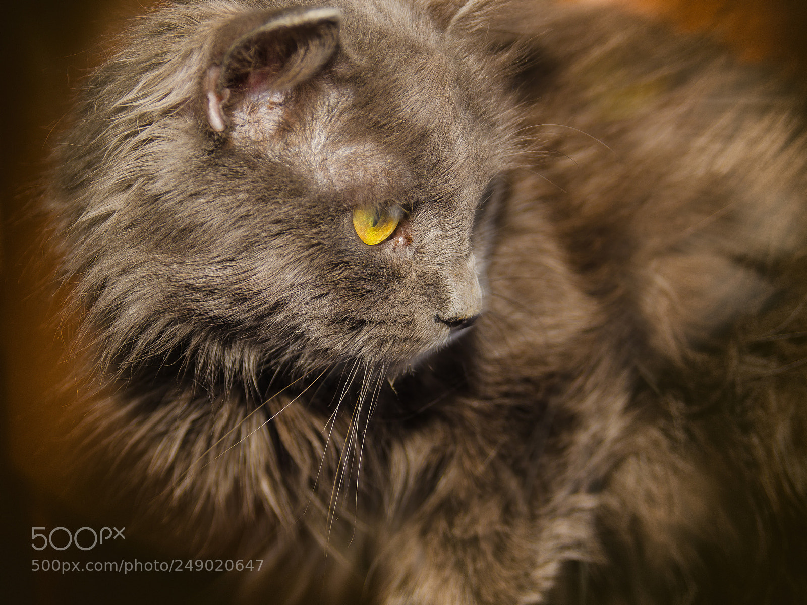 Nikon D7000 sample photo. In search of a photography