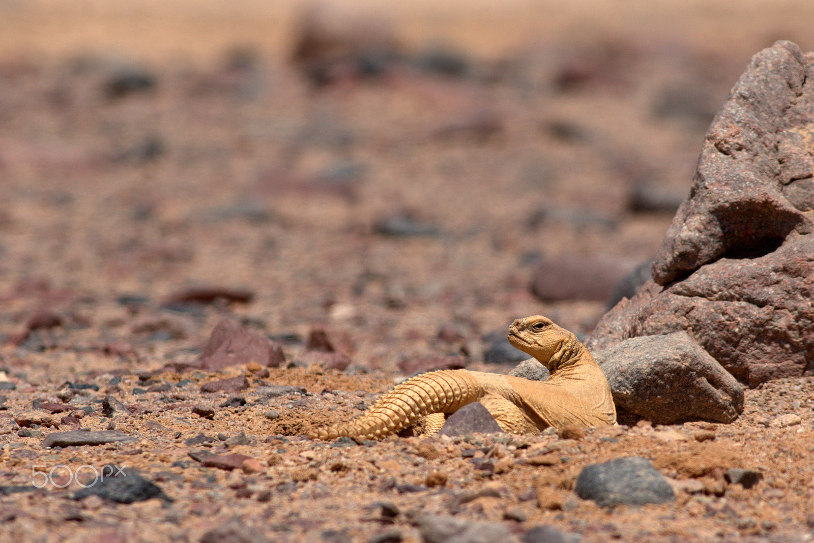 Canon EF 400mm F5.6L USM sample photo. Spiny-tailed lizard photography
