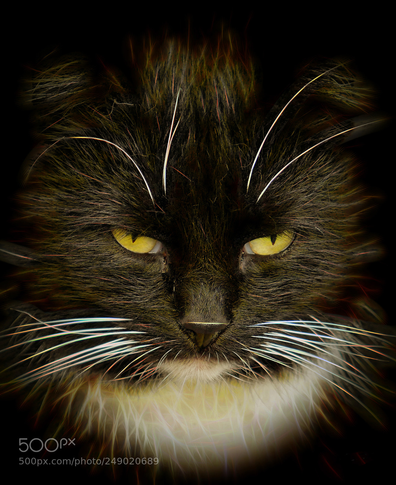 Panasonic Lumix DMC-GX8 sample photo. Brilliant cat... photography