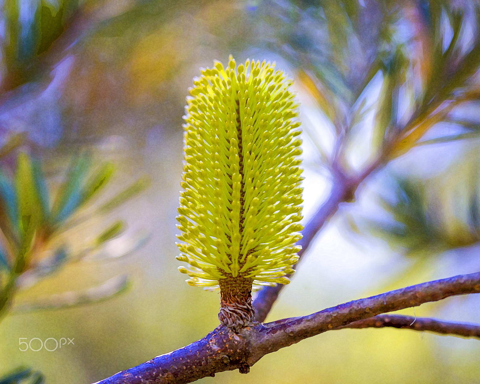 Canon EOS-1D C sample photo. Banksia marginata photography