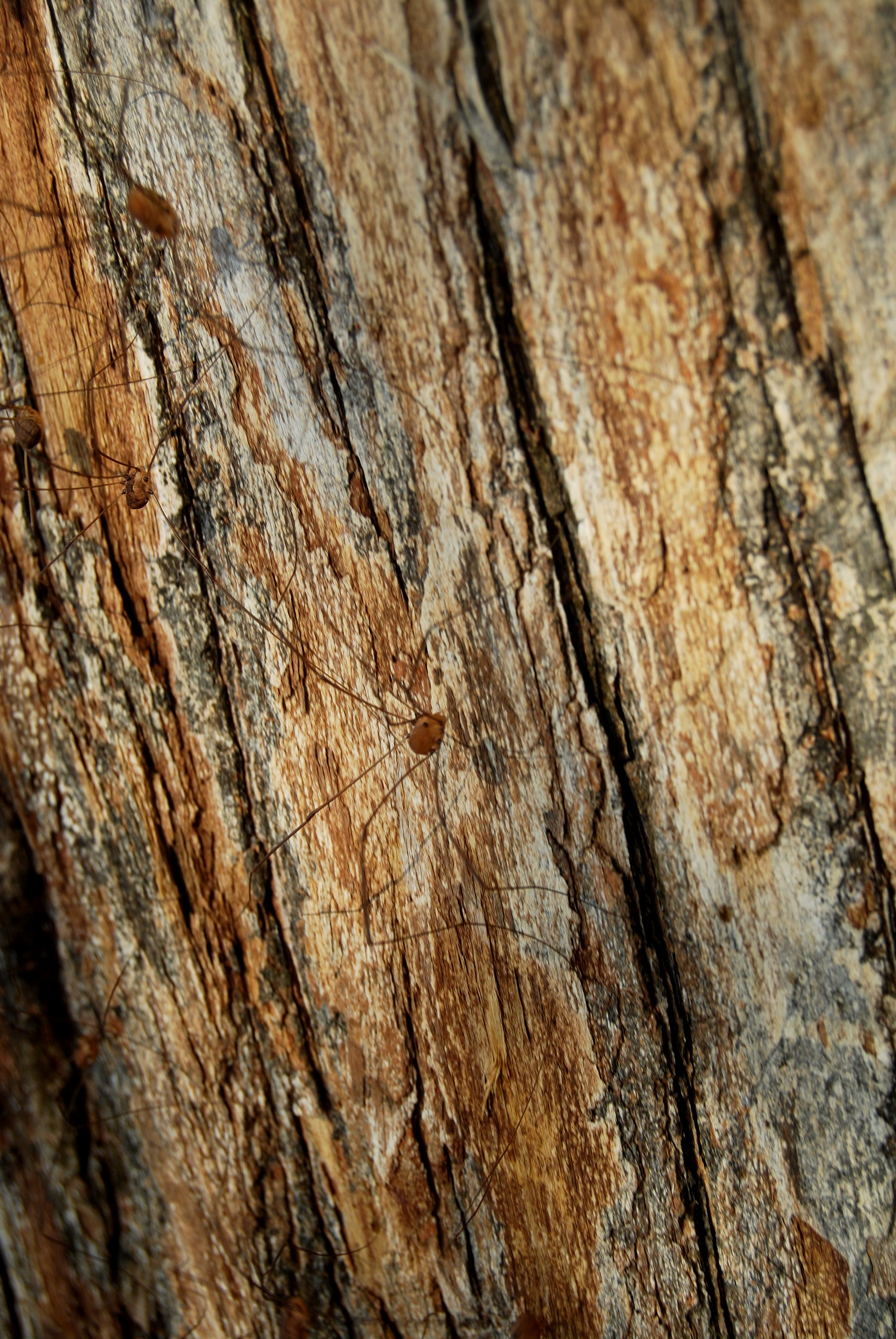 Nikon D40X sample photo. Cortex photography