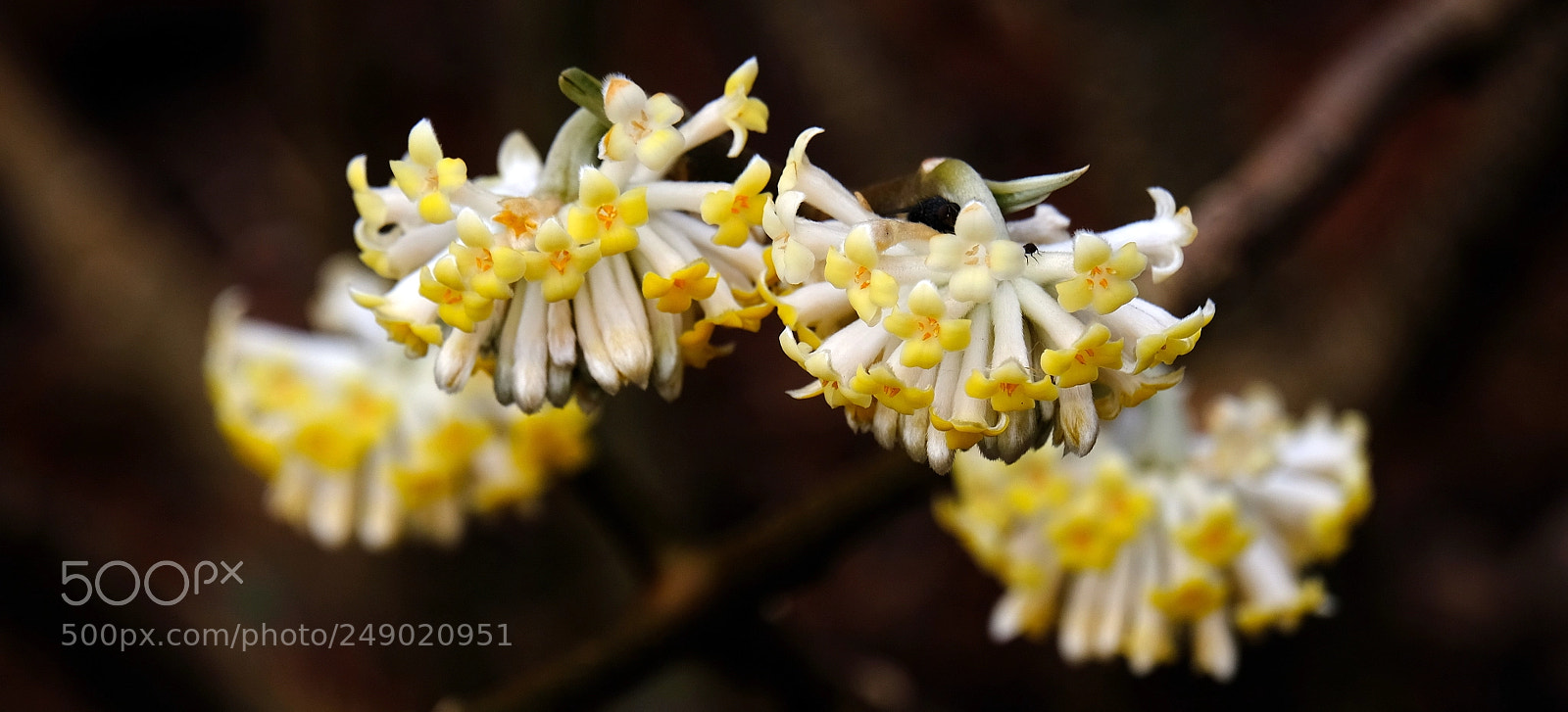Fujifilm X-H1 sample photo. Delightful late winter smell photography