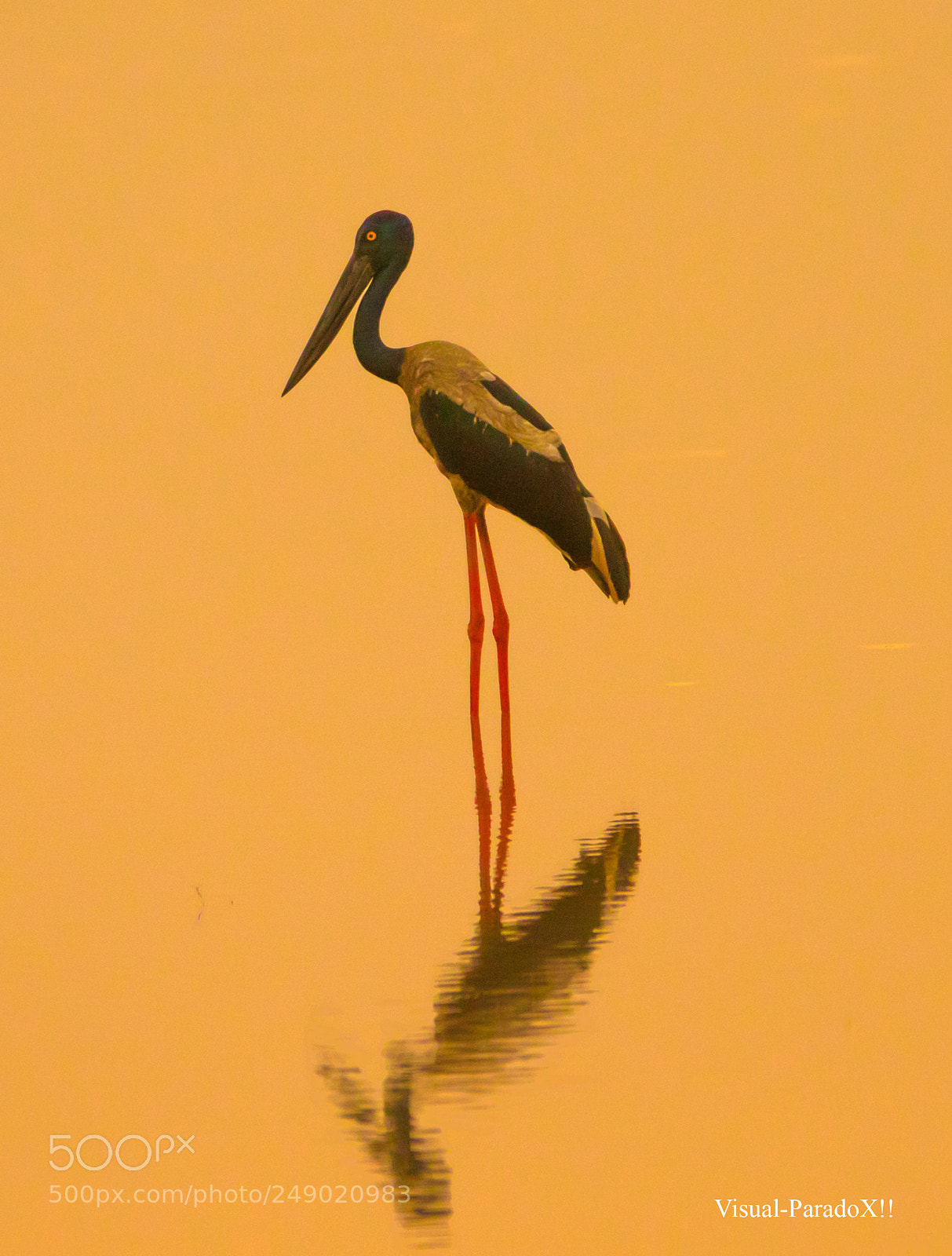 Canon EOS 7D Mark II sample photo. Black-necked stork basking in photography