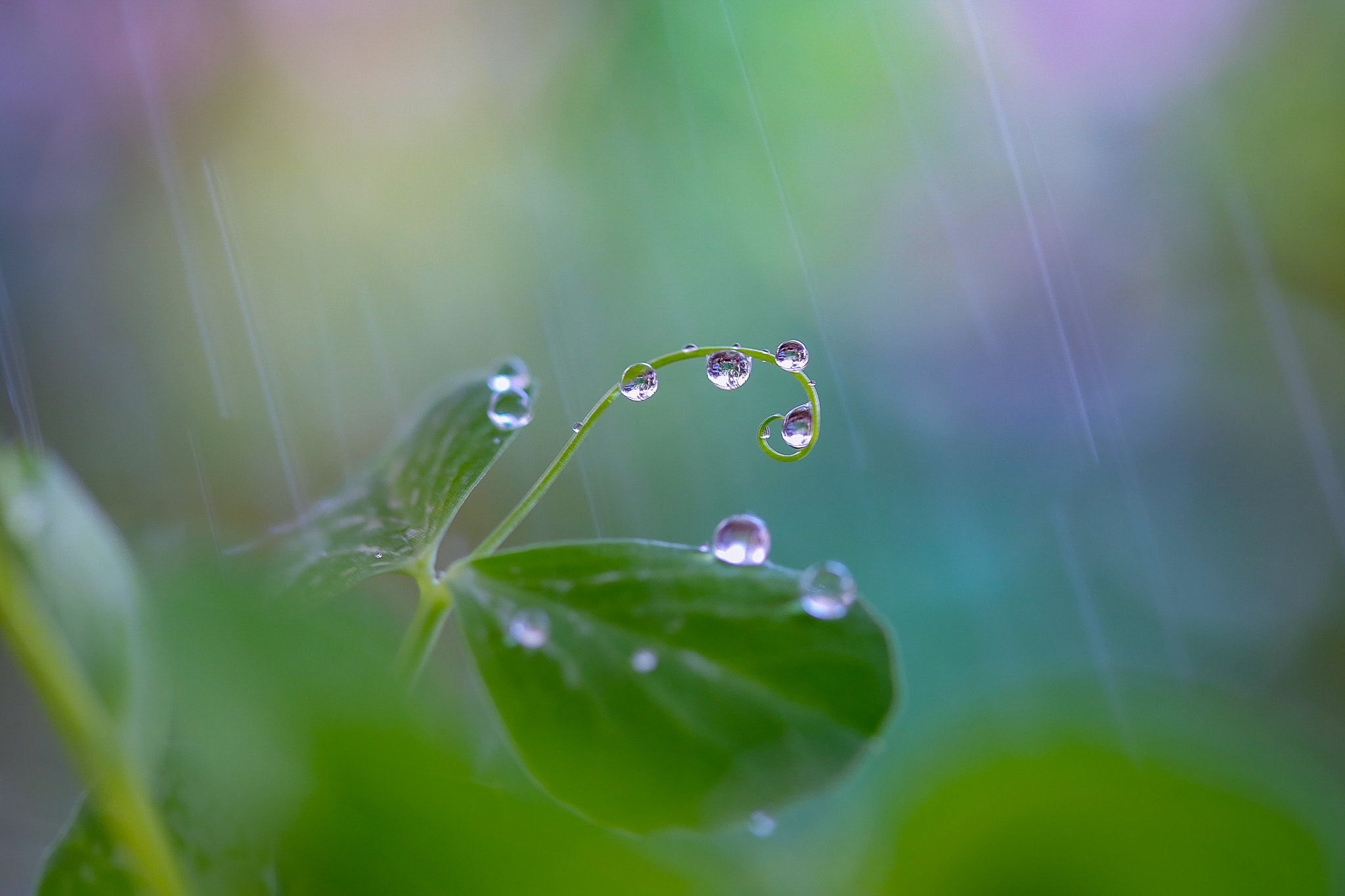 Canon EOS 760D (EOS Rebel T6s / EOS 8000D) sample photo. After the rain i flutter like a butterfly photography