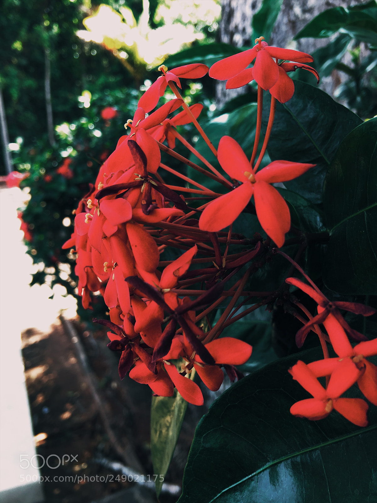 Apple iPhone 6s Plus sample photo. Untitled photography