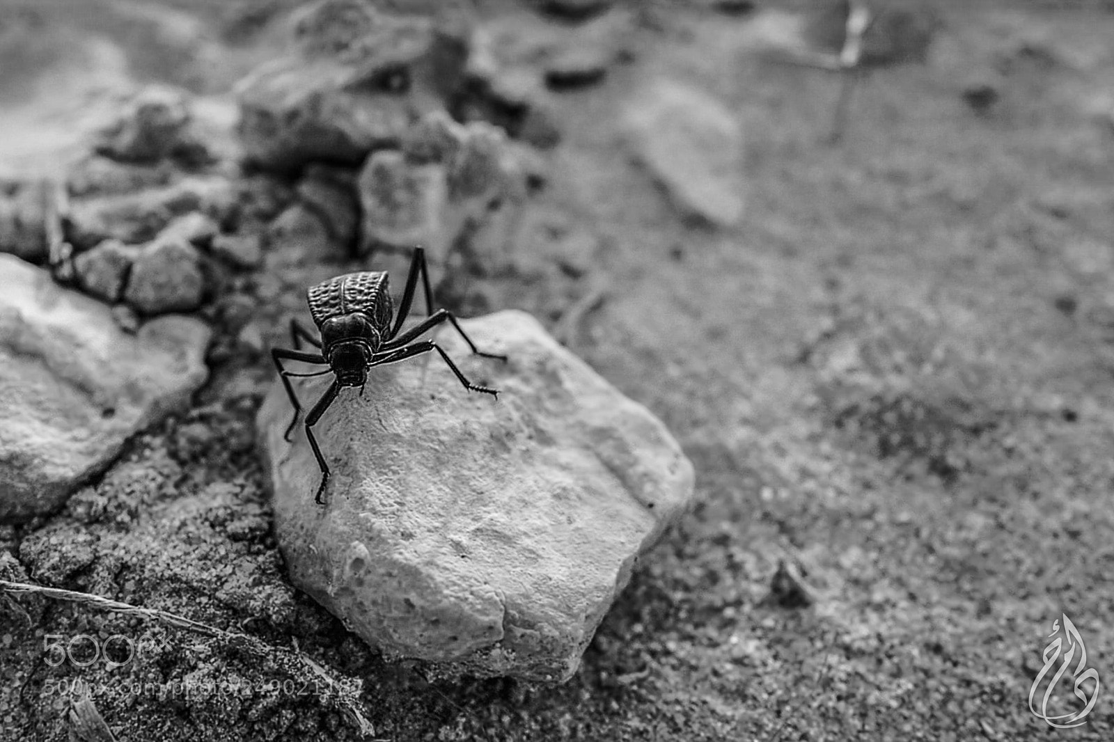 Leica Q (Typ 116) sample photo. Beetle photography