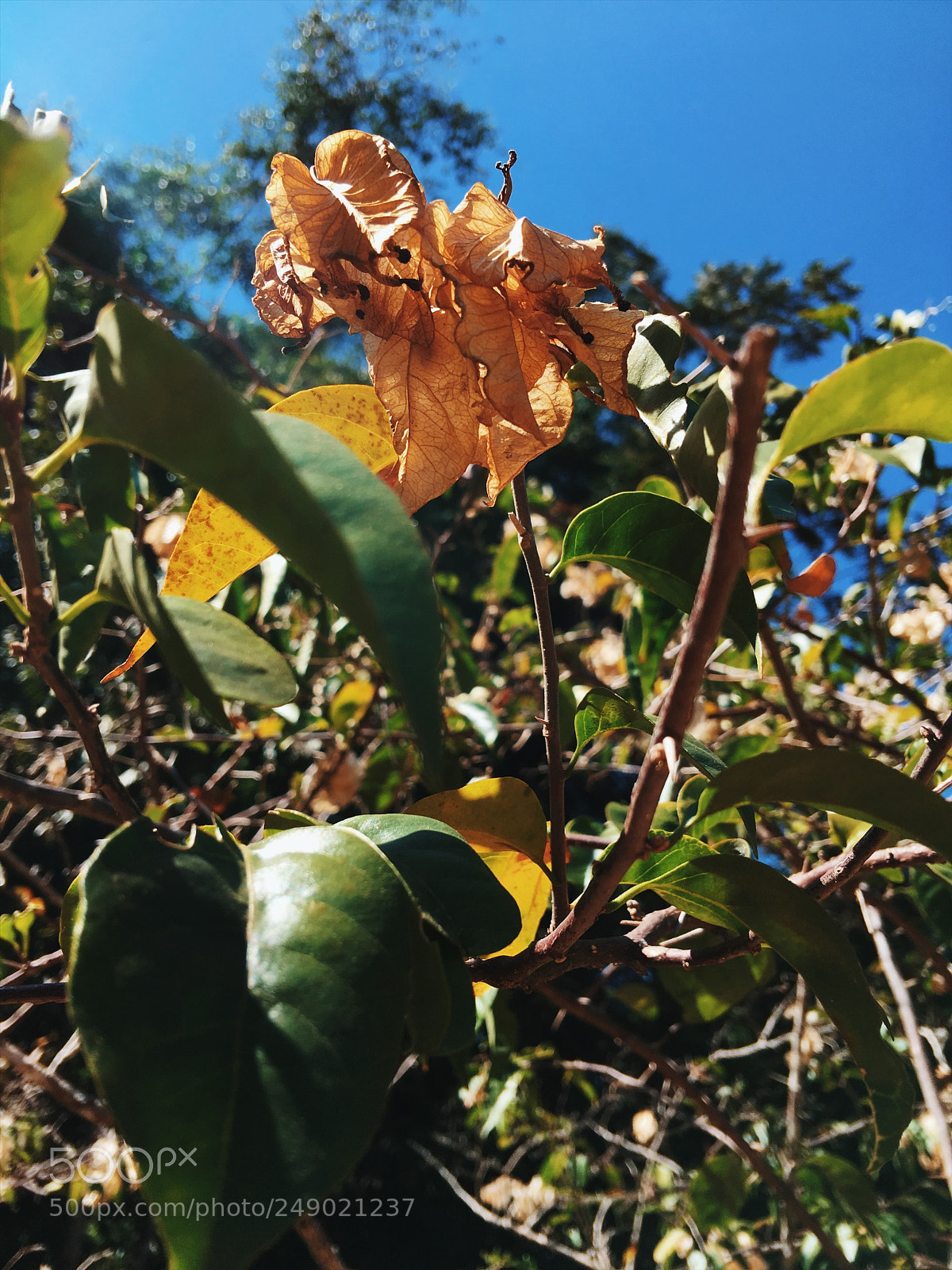 Apple iPhone 6s Plus sample photo. Untitled photography