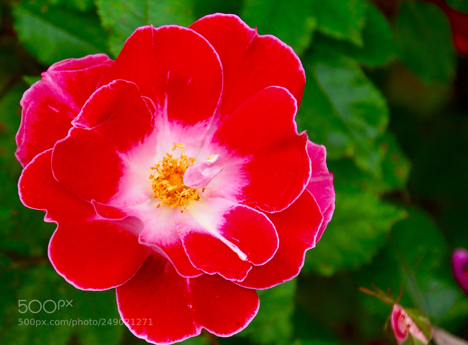 Sony SLT-A77 sample photo. Rose photography