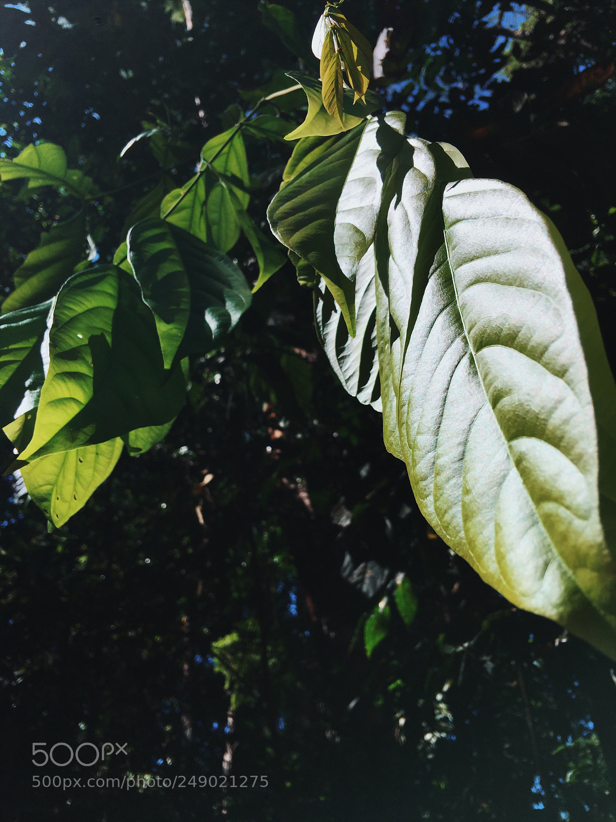 Apple iPhone 6s Plus sample photo. Untitled photography