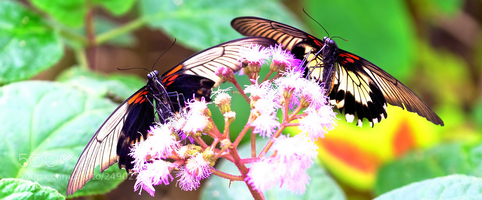 Fujifilm X-H1 sample photo. Sharing nectar photography
