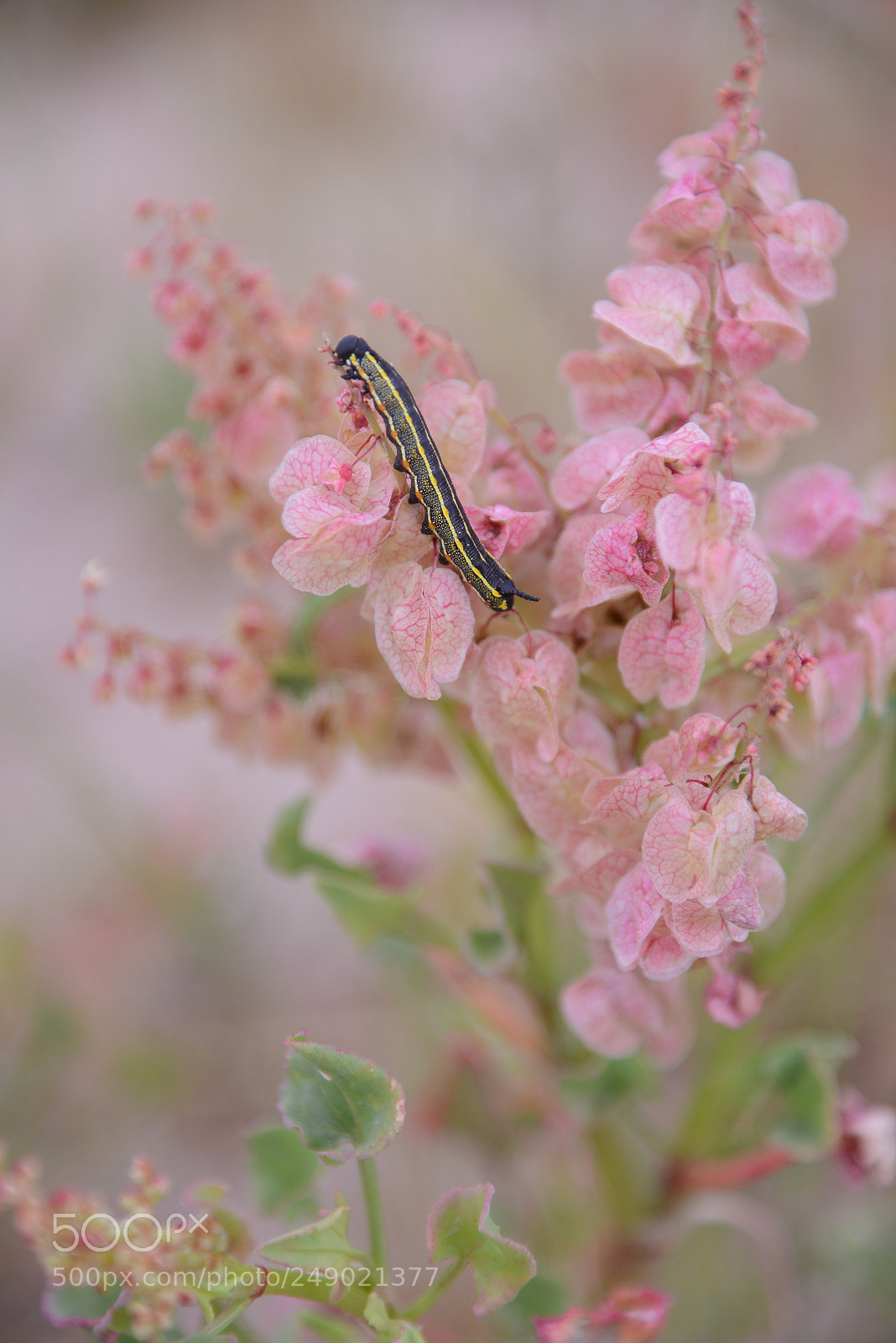 Nikon D600 sample photo. Garden (of ) photography