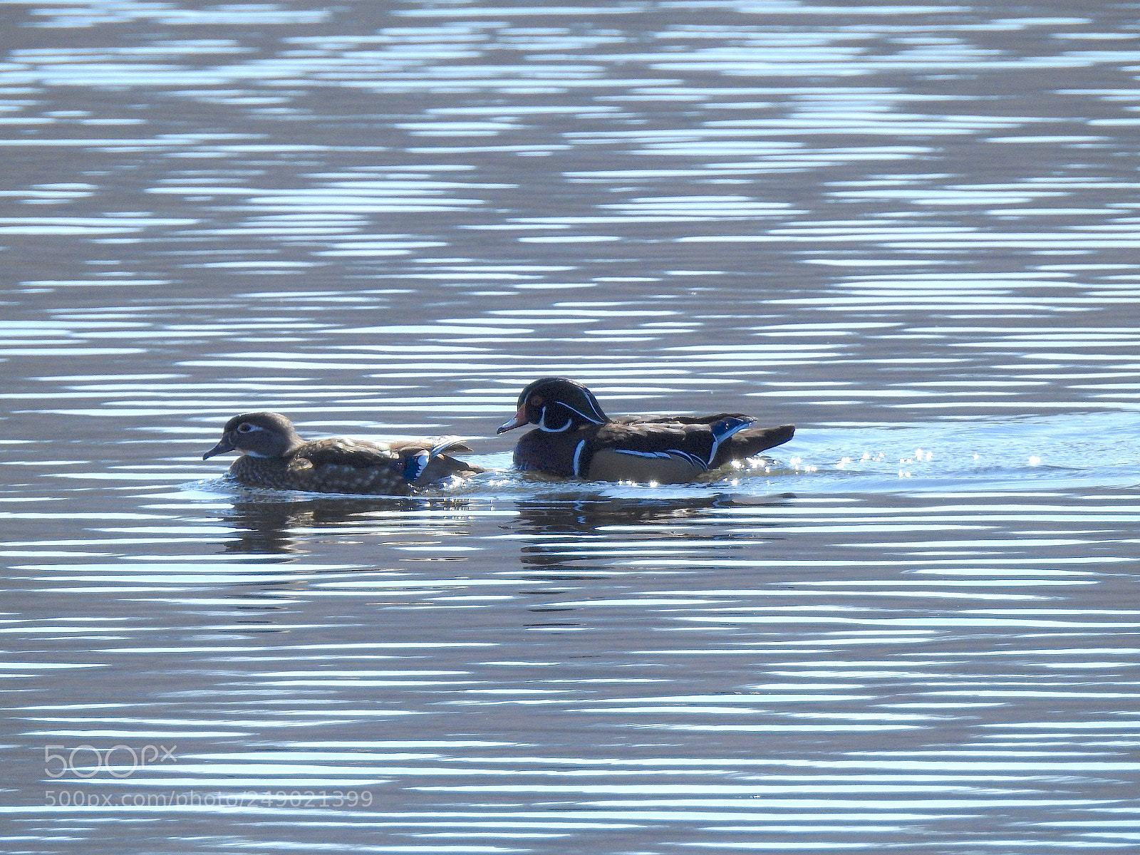 Nikon Coolpix P900 sample photo. Wood duck photography