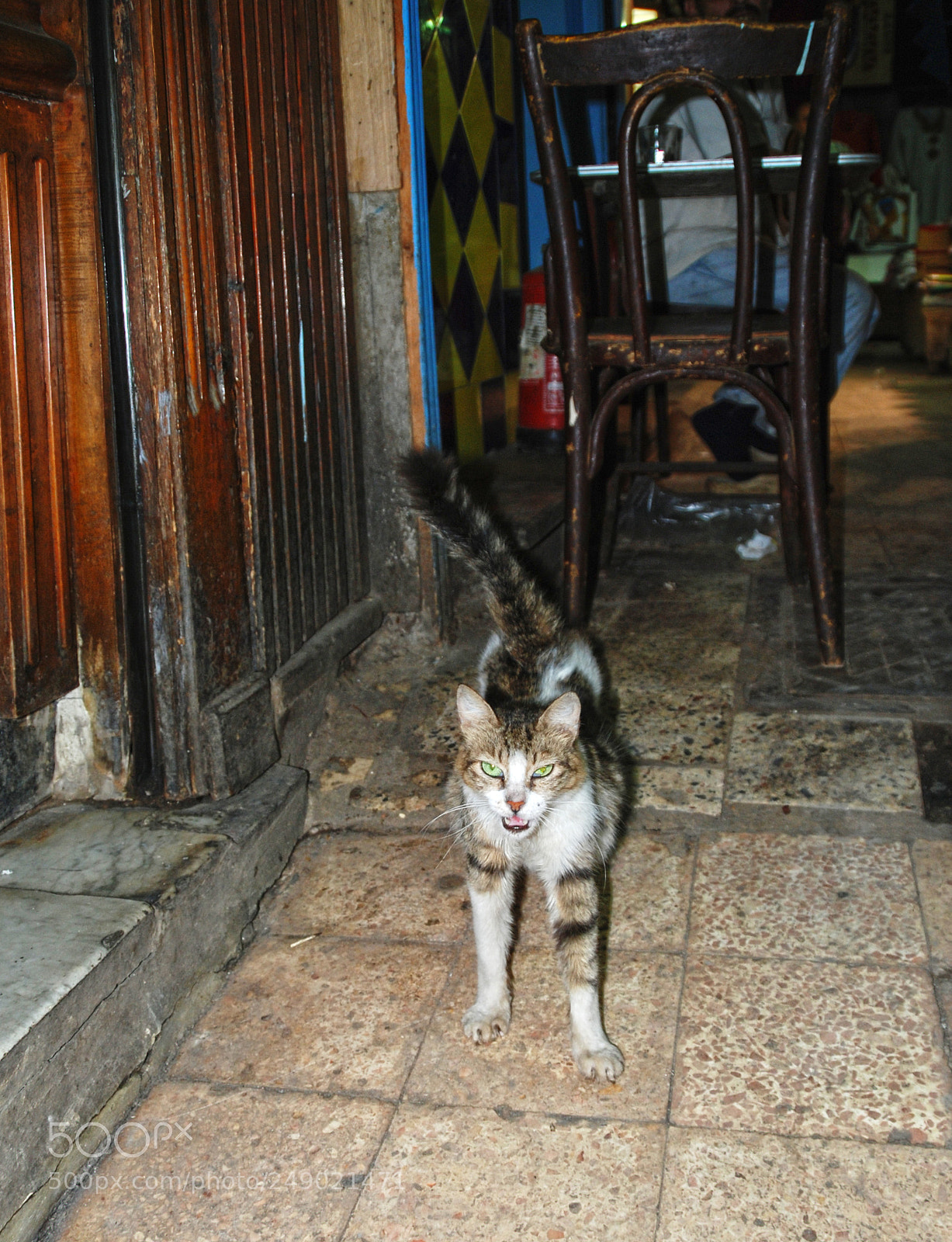 Nikon D80 sample photo. Cairo cat. photography