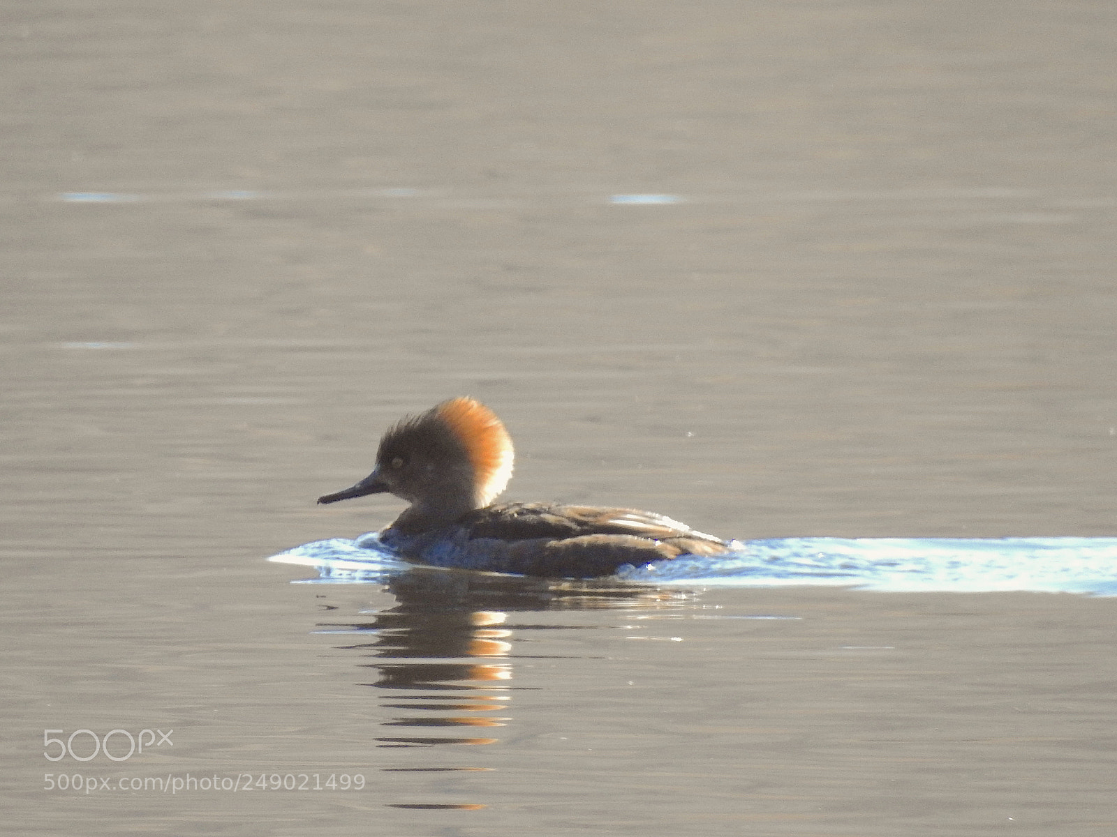 Nikon Coolpix P900 sample photo. Hooded merganser photography