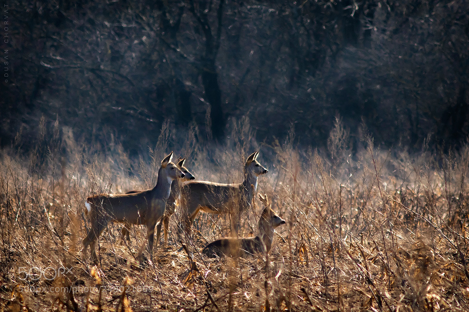 Canon EOS 7D Mark II sample photo. Herd on guard photography