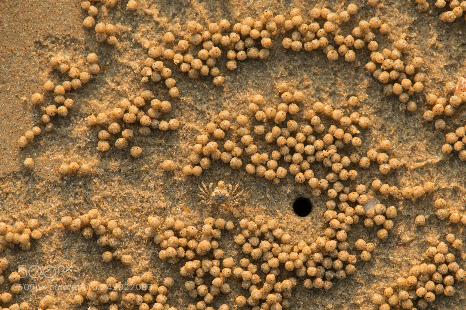 Nikon D500 sample photo. Sand bubbler crab photography